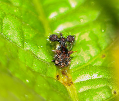 Cyphonia clavigera