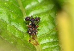 Cyphonia clavigera