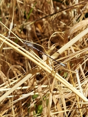 Argia vivida