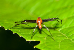 Tapinillus