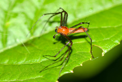 Tapinillus
