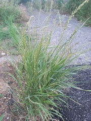 Elymus repens