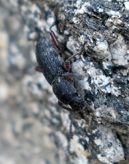 Argoporis
