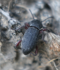 Argoporis