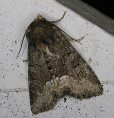Oligia strigilis