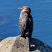 Crowned Cormorant - Photo (c) Gigi Laidler, some rights reserved (CC BY-NC), uploaded by Gigi Laidler