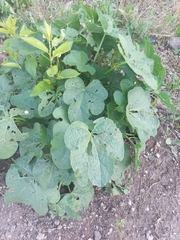 Alcea rosea