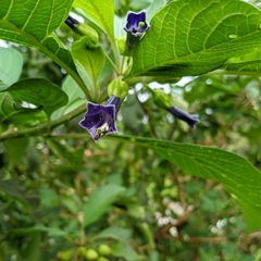 Iochroma