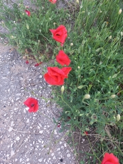 Papaver rhoeas