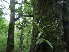 Epidendrum ciliare