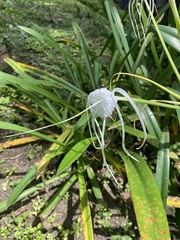 Hymenocallis speciosa