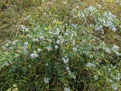 Symphyotrichum pilosum pilosum