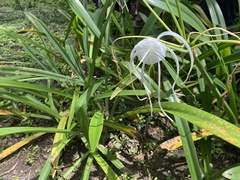 Hymenocallis speciosa