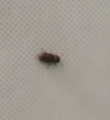 Stegobium
