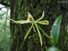 Epidendrum ciliare