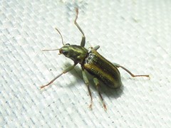 Stenelmis cheryl