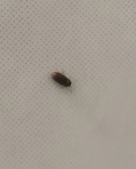 Stegobium
