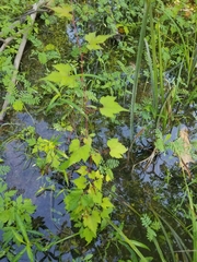 Vitis palmata