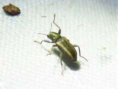 Stenelmis cheryl
