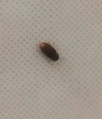 Stegobium