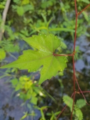 Vitis palmata