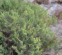 Erica inamoena
