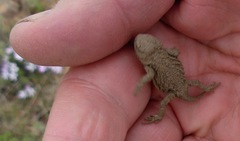 Phrynosoma douglasii