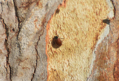 Plagiodera erythroptera