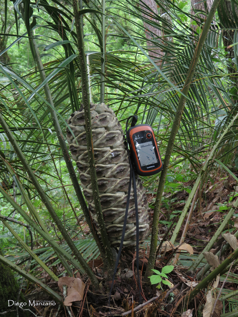 Ceratozamia mirandae