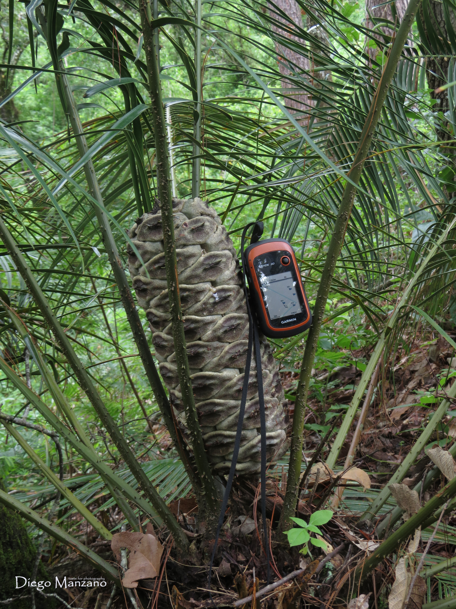 Ceratozamia mirandae