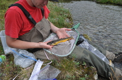 Salvelinus malma
