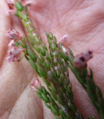 Erica inamoena