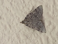Aglossa pinguinalis