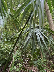 Sabal mauritiiformis