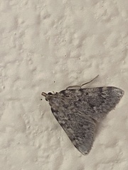 Aglossa pinguinalis