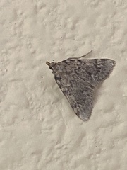 Aglossa pinguinalis