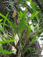 Prosthechea maculosa