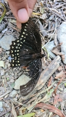 Papilio menatius victorinus