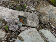 Paranotoreas brephosata