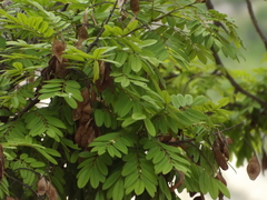 Lonchocarpus rugosus