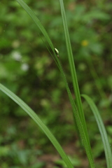Tetragnatha pinicola