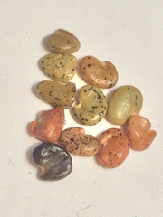 Astragalus trifoliatus