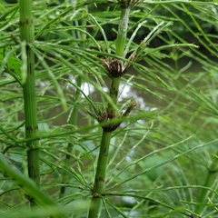 Equisetum