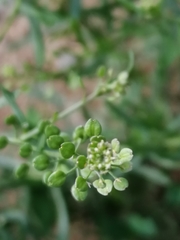 Lepidium ruderale