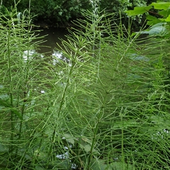 Equisetum