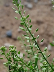 Lepidium ruderale
