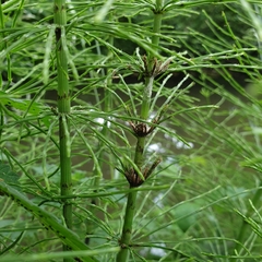 Equisetum