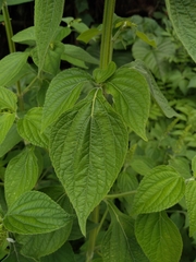 Salvia xalapensis