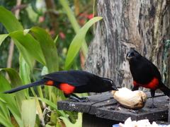 Hypopyrrhus pyrohypogaster