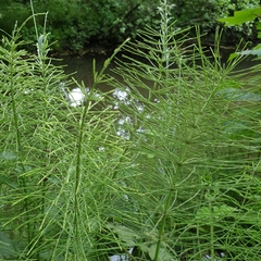 Equisetum